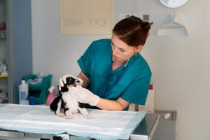 Gonzalo Moreno de Val critica la creación de la nueva facultad de Veterinaria en Salamanca y exige su retirada