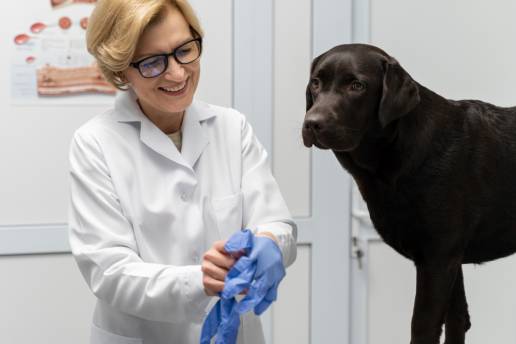 Propiedades multifuncionales de las cepas de bacterias lácticas derivadas de las heces caninas