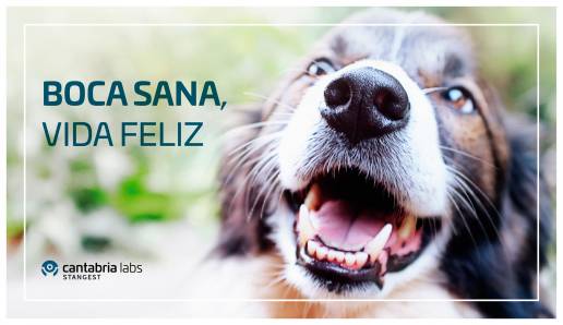 Cantabria Labs Stangest lanza un póster sobre patologías orales felinas con dolor junto a Javier Cucurella