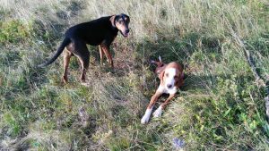 Un menor de Pereiro de Aguiar (Ourense) es atacado por una jauría de perros de caza