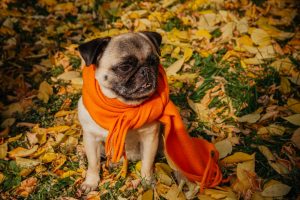 Que el cambio de hora y el frío no pille desprevenido a tu perro: cómo hacer más llevadera la bajada de temperaturas