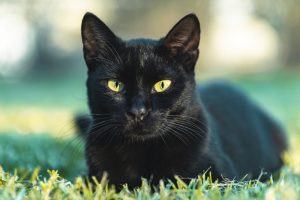 Sociedad Protectora de Animales aboga por adopciones responsables de gatos negros ante riesgo de usos rituales