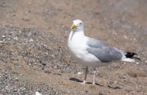 Detectados cinco nuevos focos de gripe aviar en gaviotas encontradas en las provincias de A Coruña y Pontevedra