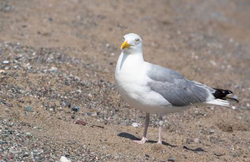 Detectados cinco nuevos focos de gripe aviar en gaviotas encontradas en las provincias de A Coruña y Pontevedra