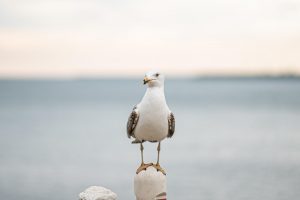 Detectado un nuevo foco de gripe aviar en aves silvestres en Cangas (Pontevedra)