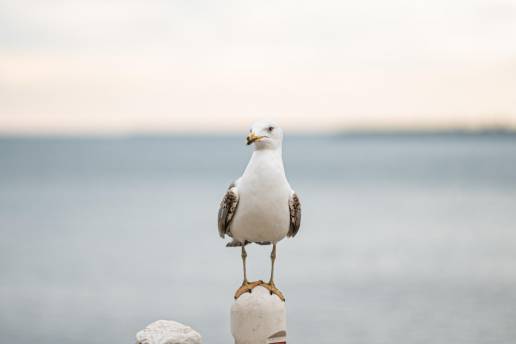 Detectado un nuevo foco de gripe aviar en aves silvestres en Cangas (Pontevedra)