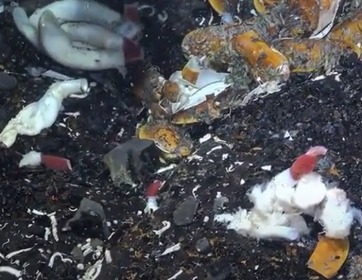 Descubren una sorprendente vida animal bajo el fondo marino