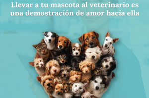 La nueva campaña de la OCV destaca la relevancia de los veterinarios de clínica de animales de compañía para garantizar la salud pública