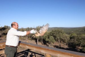 La Junta libera siete buitres leonados, un búho real y un azor en Los Alcornocales (Cádiz)