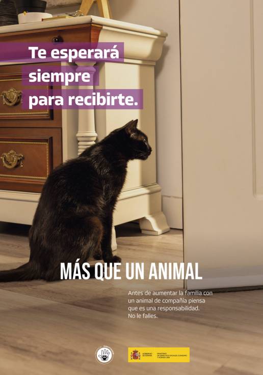 Derechos Sociales pide reflexionar antes de incorporar a animales a la familia: 
