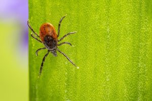 Neiker estudia la distribución de garrapatas y los riesgos de sus picaduras en Euskadi