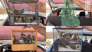 Denunciado un vecino de Calahorra con 37 aves cantoras para su venta
