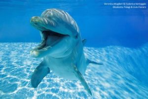 Los delfines mulares se 'sonríen' mientras juegan