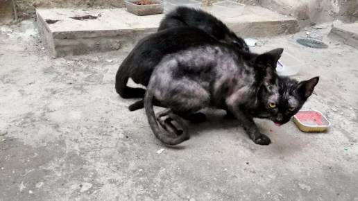 Detenida una mujer por tener tres gatos y un perro en estado de abandono en una vivienda de Arucas (Gran Canaria)