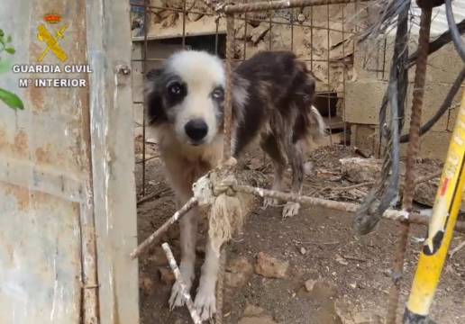 Denuncian a dos personas por tener animales sin registrar y en malas condiciones en una finca de Ses Salines