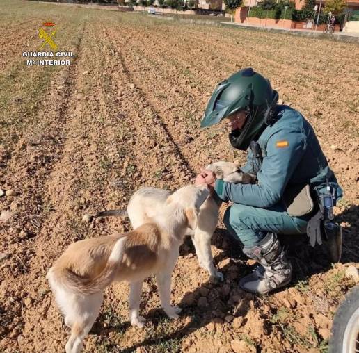 Detenido un maltratador reincidente por apalear hasta la muerte un perro que atrapó en un lazo en Romancos (Guadalajara)