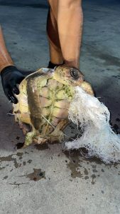 Los avisos sobre tortugas marinas atrapadas en basura en el mar aumentan en verano en la Comunitat Valenciana