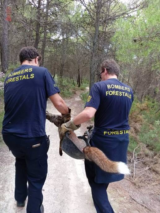El 1·1·2 atiende 15.000 llamadas sobre animales abandonados y especies protegidas hasta octubre, mil más que en 2023