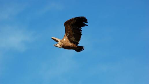La Red de Centros de Educación Ambiental celebran el Día Mundial de las Aves Migratorias con actividades gratuitas