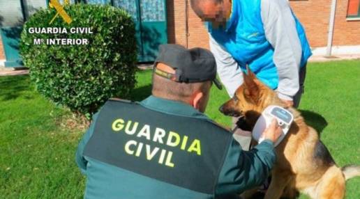 La 'Operación Can' de la Guardia Civil agosto-septiembre identificó a 1.265 perros en CyL, 78 de ellos sin microchip
