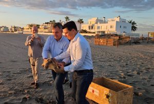 Medio Ambiente devuelve al mar a una tortuga boba en San Javier (Murcia) tras pasar por el Centro de Recuperación