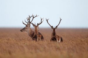  La población de ciervos de Doñana alcanza valores de abundancia previos a la sequía de 2005