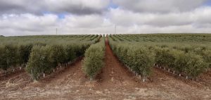 Suspendida en 2024/2025 la recogida nocturna en olivares superintensivos para proteger a 66 especies de ave