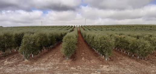 Suspendida en 2024/2025 la recogida nocturna en olivares superintensivos para proteger a 66 especies de ave