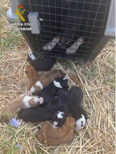 Rescatan a una perra y sus nueve cachorros de morir ahogados en una arqueta en Alcubillas (Ciudad Real)