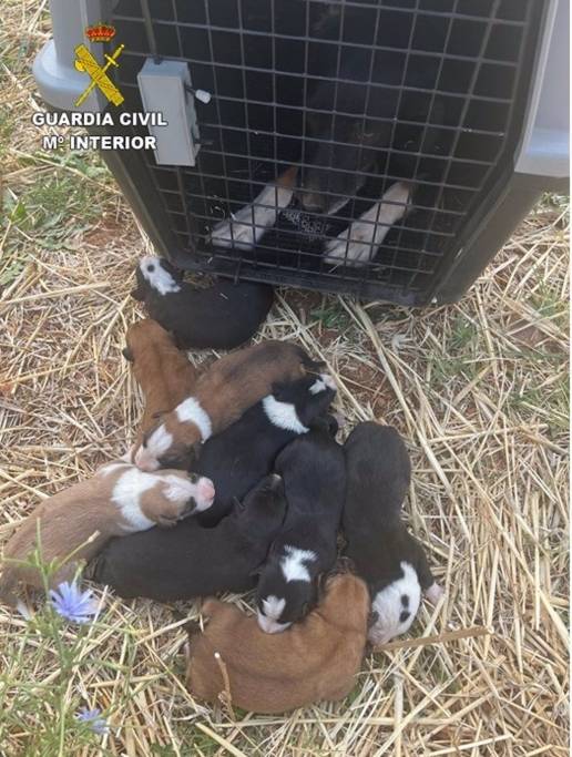 Rescatan a una perra y sus nueve cachorros de morir ahogados en una arqueta en Alcubillas (Ciudad Real)