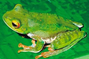 Una investigación apunta que la diversidad de anfibios en Madagascar puede ser el doble de la reconocida