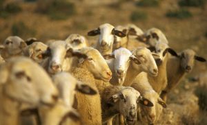 Comienza la vacunación contra la lengua azul en Extremadura, donde hay confirmados 26 focos, cuatro con serotipo 3