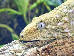 Se descubre un 'sexto sentido' auditivo en los geckos