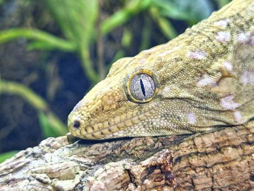 Se descubre un 'sexto sentido' auditivo en los geckos