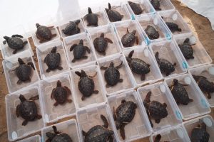 Entran al mar las últimas 30 tortugas nacidas en las playas de Dénia que permanecían en el Oceanogràfic