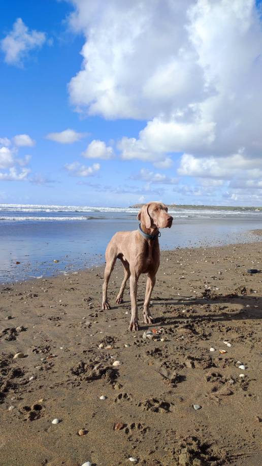 Asturias es la segunda CCAA con la valoración más alta 'pet friendly'