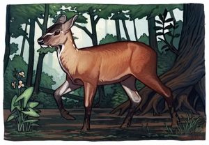 Revelan claves sobre la evolución de rumiantes con nuevos fósiles del misterioso 'Amphimoschus' en un estudio del CSIC