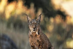 Casi la mitad de los vertebrados ibéricos están en declive, advierte un estudio