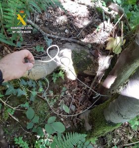 La Guardia Civil detiene a un hombre por cazar un oso pardo, que fue localizado muerto