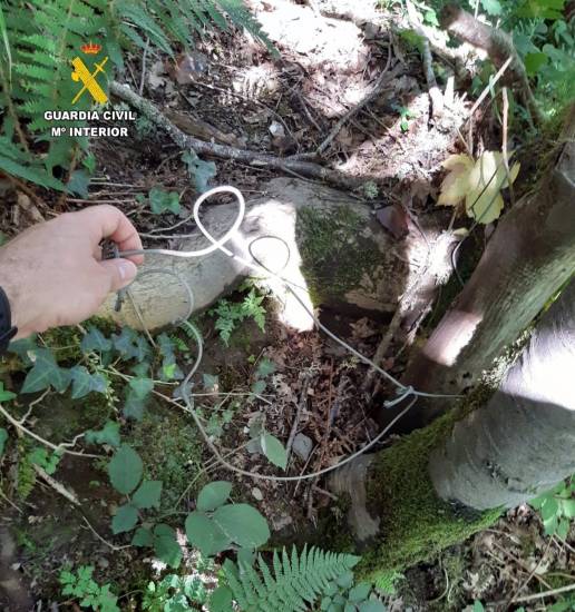 La Guardia Civil detiene a un hombre por cazar un oso pardo, que fue localizado muerto