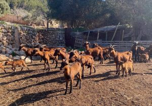 Agricultura confirma un total de 78 focos de lengua azul en Baleares y cierra la compra de 500.000 vacunas