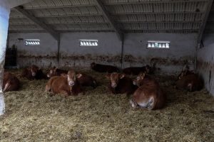 Las emisiones de metano de las 5 mayores empresas cárnicas y lácteas superan las de combustible fósil, según Greenpeace