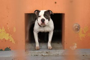 El Parlament pide incrementar la vigilancia y los controles sobre la venta ilegal de animales y mascotas por Internet