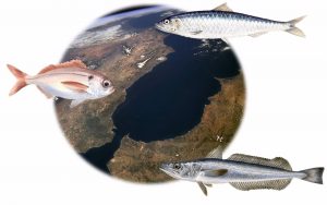 Un estudio coordinado por el IEO determina la conectividad y los límites poblacionales de especies marinas en Alborán