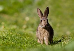 Andalucía lidera la recuperación del conejo de monte e impulsa acciones para mitigar los daños a la agricultura