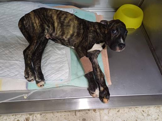 Policía Local de Vigo pide ayuda para localizar a la persona que abandonó a dos cachorros tras causarles graves lesiones