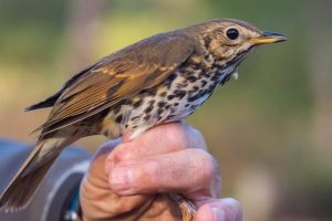 Ecologistas critican la caza de palomas migratorias y zorzales a las puertas del Parque Nacional del Guadarrama (Madrid)