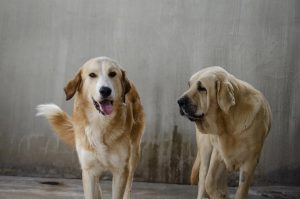 La Generalitat aumenta las ayudas para la protección y bienestar animal hasta 1.150.000 euros