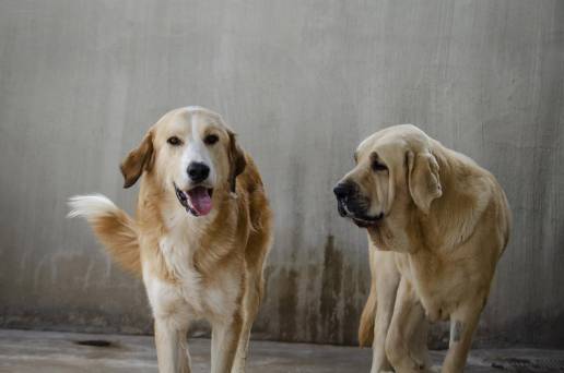 La Generalitat aumenta las ayudas para la protección y bienestar animal hasta 1.150.000 euros