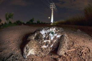 Dos estudios de la UV revelan las claves para salvar de la extinción al águila perdicera